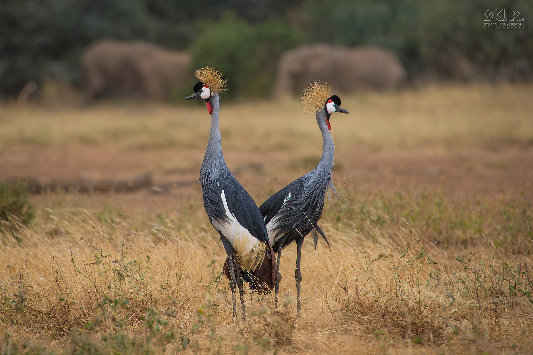 Samburu - Koppel grijze kroonkraanvogels Een koppel grijze kroonkraanvogels (Balearica regulorum) met in de achtergrond enkele olifanten Stefan Cruysberghs